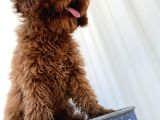 4 Aylık Erkek Aşıları Tam Tuvalet Eğitimi Var Red Brown Poodle