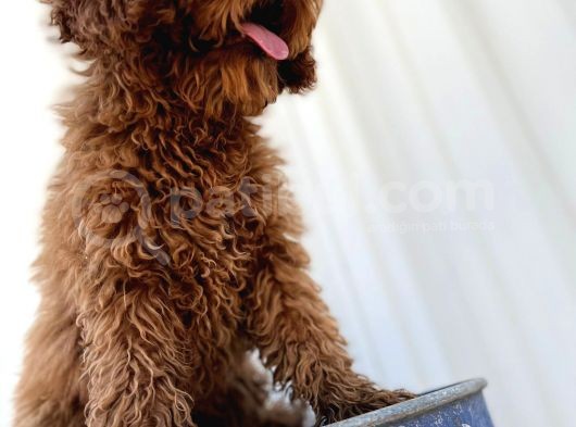 4 Aylık Erkek Aşıları Tam Tuvalet Eğitimi Var Red Brown Poodle görsel