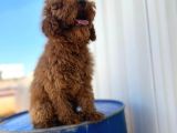 4 Aylık Erkek Aşıları Tam Tuvalet Eğitimi Var Red Brown Poodle