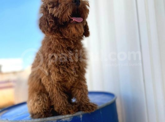 4 Aylık Erkek Aşıları Tam Tuvalet Eğitimi Var Red Brown Poodle görsel