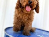 4 Aylık Erkek Aşıları Tam Tuvalet Eğitimi Var Red Brown Poodle