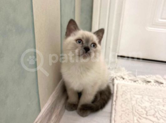 Bri̇ti̇sh Shorthai̇r Blue Poi̇nt Safkan Yavrularimiz görsel