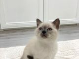 Bri̇ti̇sh Shorthai̇r Blue Poi̇nt Safkan Yavrularimiz