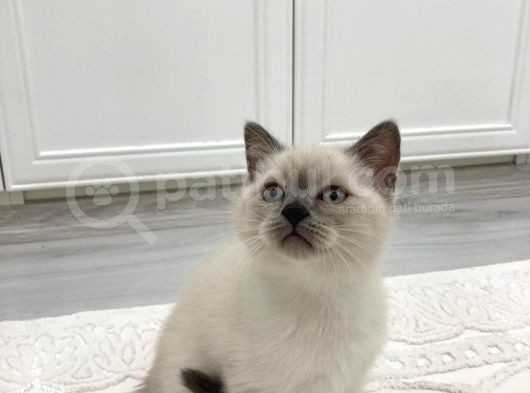 Bri̇ti̇sh Shorthai̇r Blue Poi̇nt Safkan Yavrularimiz