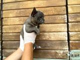 Erkek Dişi Show Kalite Blue French Bulldog