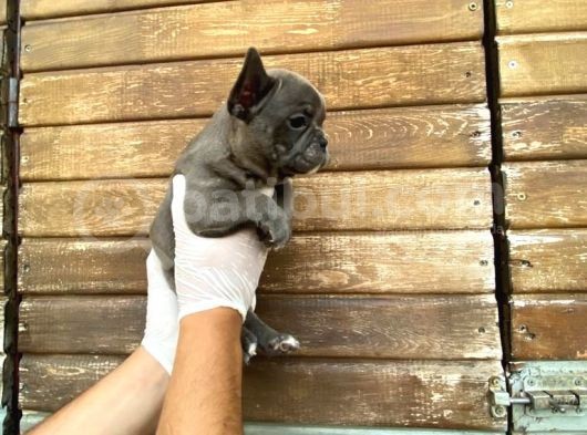 Erkek Dişi Show Kalite Blue French Bulldog