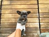 Erkek Dişi Show Kalite Blue French Bulldog