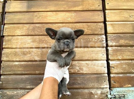 Erkek Dişi Show Kalite Blue French Bulldog görsel