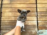 Erkek Dişi Show Kalite Blue French Bulldog