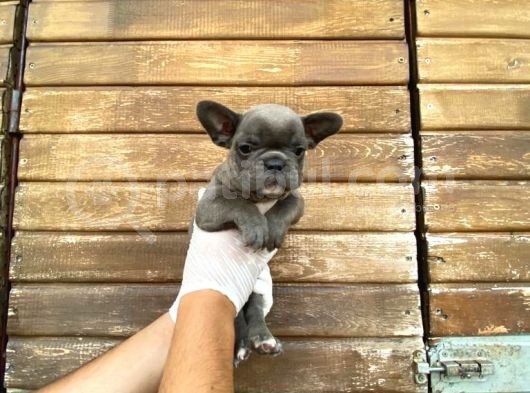 Erkek Dişi Show Kalite Blue French Bulldog görsel