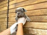 Erkek Dişi Show Kalite Blue French Bulldog