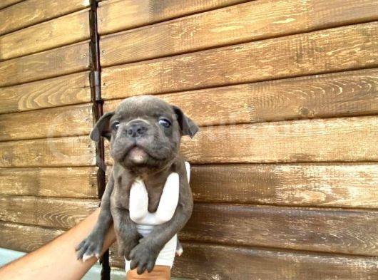 Erkek Dişi Show Kalite Blue French Bulldog görsel
