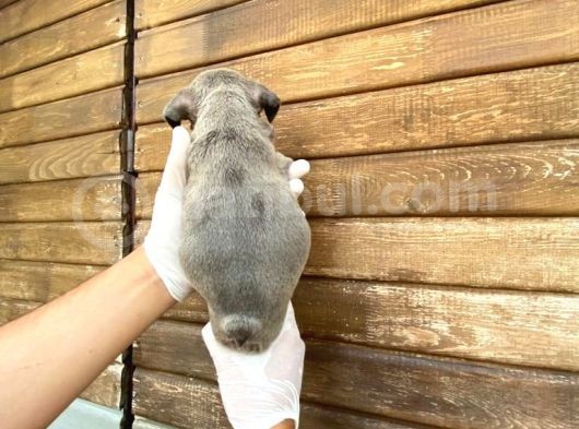 Erkek Dişi Show Kalite Blue French Bulldog görsel