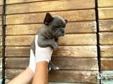 Erkek Dişi Show Kalite Blue French Bulldog