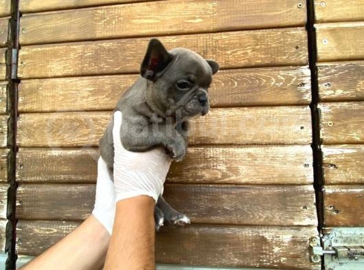 Erkek Dişi Show Kalite Blue French Bulldog görsel
