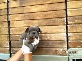Erkek Dişi Show Kalite Blue French Bulldog