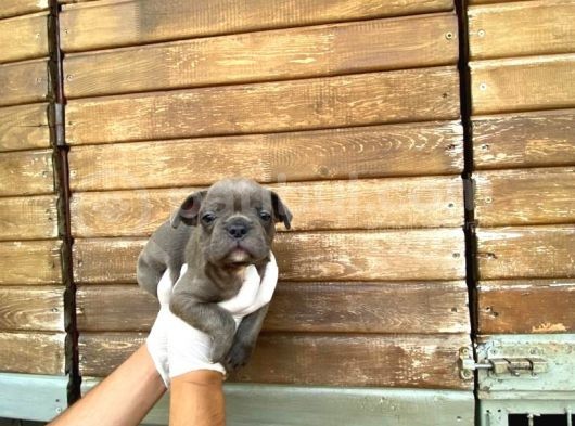 Erkek Dişi Show Kalite Blue French Bulldog görsel