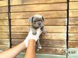 Erkek Dişi Show Kalite Blue French Bulldog