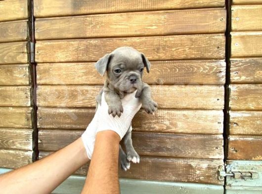 Erkek Dişi Show Kalite Blue French Bulldog görsel