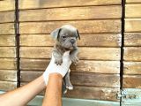 Erkek Dişi Show Kalite Blue French Bulldog