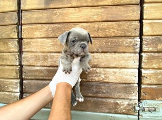 Erkek Dişi Show Kalite Blue French Bulldog görsel