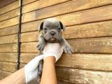 Erkek Dişi Show Kalite Blue French Bulldog