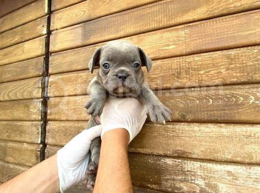 Erkek Dişi Show Kalite Blue French Bulldog görsel