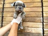 Erkek Dişi Show Kalite Blue French Bulldog