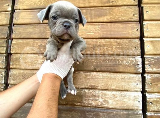 Erkek Dişi Show Kalite Blue French Bulldog görsel