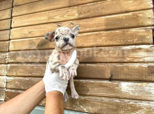 Show Kalite Erkek Dişi Merle French Bulldog