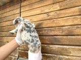 Show Kalite Erkek Dişi Merle French Bulldog