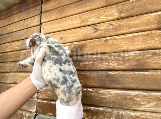Show Kalite Erkek Dişi Merle French Bulldog görsel