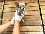 Show Kalite Erkek Dişi Merle French Bulldog