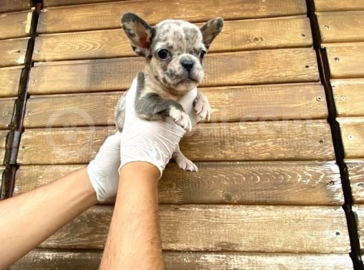 Show Kalite Erkek Dişi Merle French Bulldog görsel