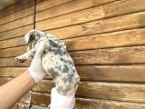 Show Kalite Erkek Dişi Merle French Bulldog