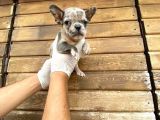 Show Kalite Erkek Dişi Merle French Bulldog