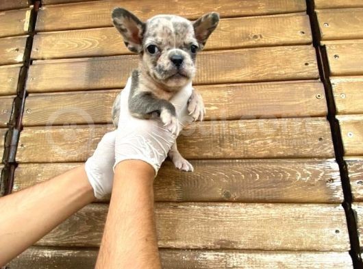 Show Kalite Erkek Dişi Merle French Bulldog görsel