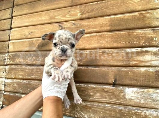 Show Kalite Erkek Dişi Merle French Bulldog görsel