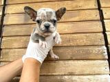 Show Kalite Erkek Dişi Merle French Bulldog