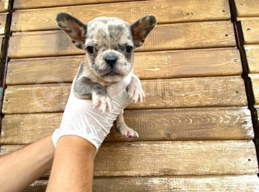 Show Kalite Erkek Dişi Merle French Bulldog görsel