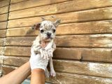 Show Kalite Erkek Dişi Merle French Bulldog