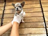 Show Kalite Erkek Dişi Merle French Bulldog