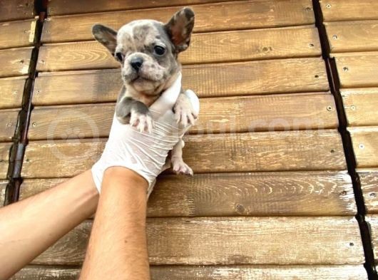 Show Kalite Erkek Dişi Merle French Bulldog görsel
