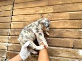 Show Kalite Erkek Dişi Merle French Bulldog