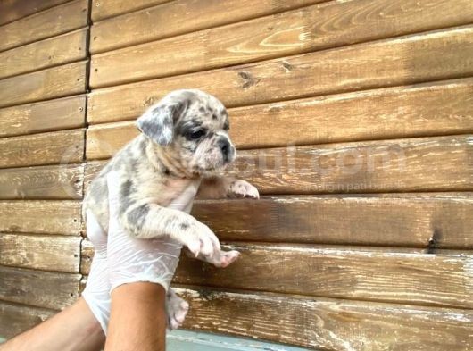 Show Kalite Erkek Dişi Merle French Bulldog görsel