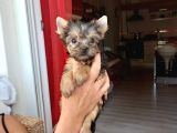 Çok Tatlı Mini Boy Yorkshire Terrier Yavruları