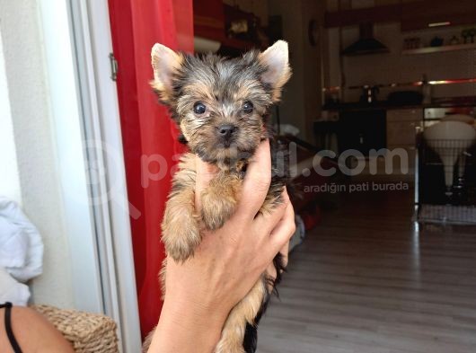 Çok Tatlı Mini Boy Yorkshire Terrier Yavruları