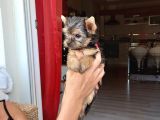 Çok Tatlı Mini Boy Yorkshire Terrier Yavruları
