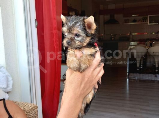 Çok Tatlı Mini Boy Yorkshire Terrier Yavruları görsel