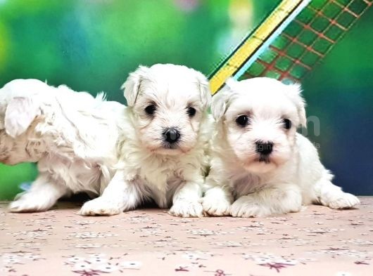 Maltese Terri̇er Yavrusu görsel